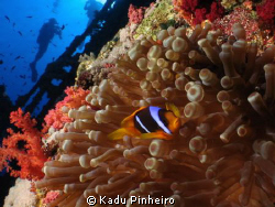 Clown fish in Numidia Wreck - Brothers Islands by Kadu Pinheiro 